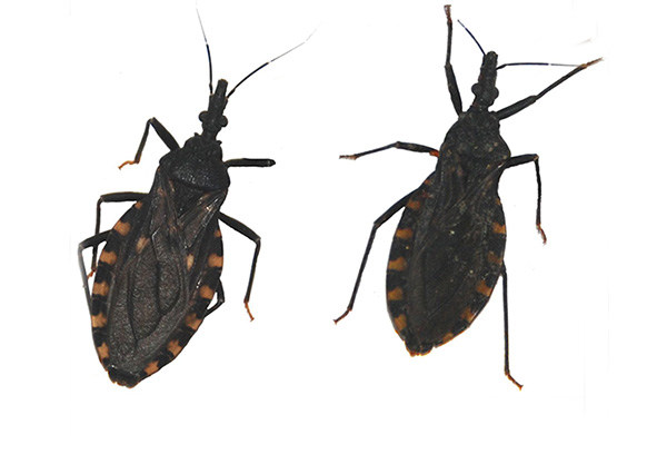 El equipo de investigación cuantificó el color y, luego de pruebas estadísticas, pudo clasificar los insectos capturados en dos grupos: uno de individuos no melánicos (izquierda) y otro de individuos más oscuros , melánicos (derecha).