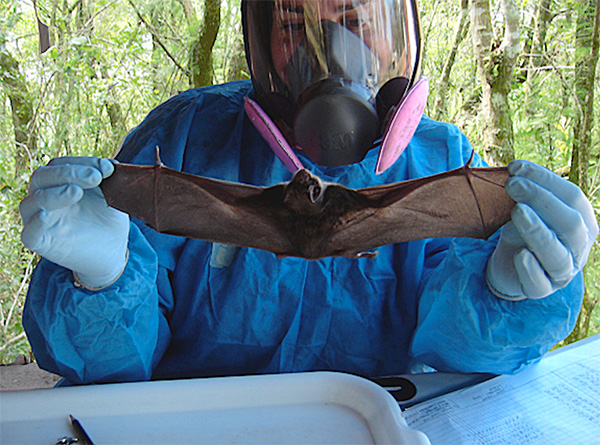Marcela Orozco investiga el rol de los murciélagos en los sistemas naturales alterados por la sobreexplotación.