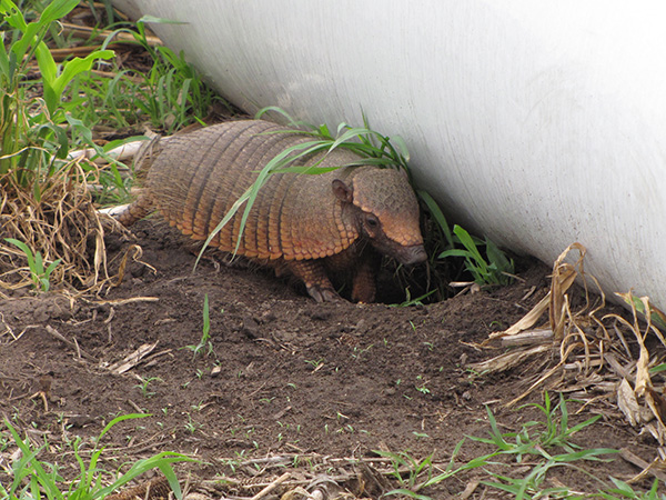 Un encuesta realizada entre personas involucradas en actividades agrícolas reveló que los armadillos son los animales más mencionados como los “culpables” de los daños.