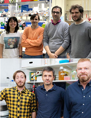 El equipo de investigación que trabajo en Madrid (arriba). Gabriel Rabinovich y su equipo en en IBYME (abajo).