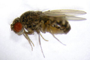Drosophila melanogaster, la llamada “mosca de la fruta”, es un modelo genético por excelencia desde principios del siglo XX,