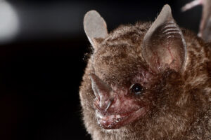 Los murciélados, después de los roedores, son los mamíferos más abundantes del planeta.. Foto: Marco Mello.