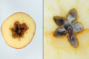 Manzanas afectadas por el hongo Alternaria.