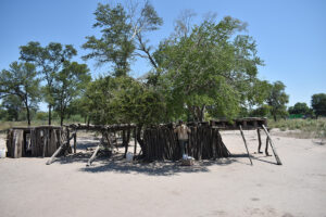 gallineros bajo un arbol