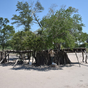 gallineros bajo un arbol