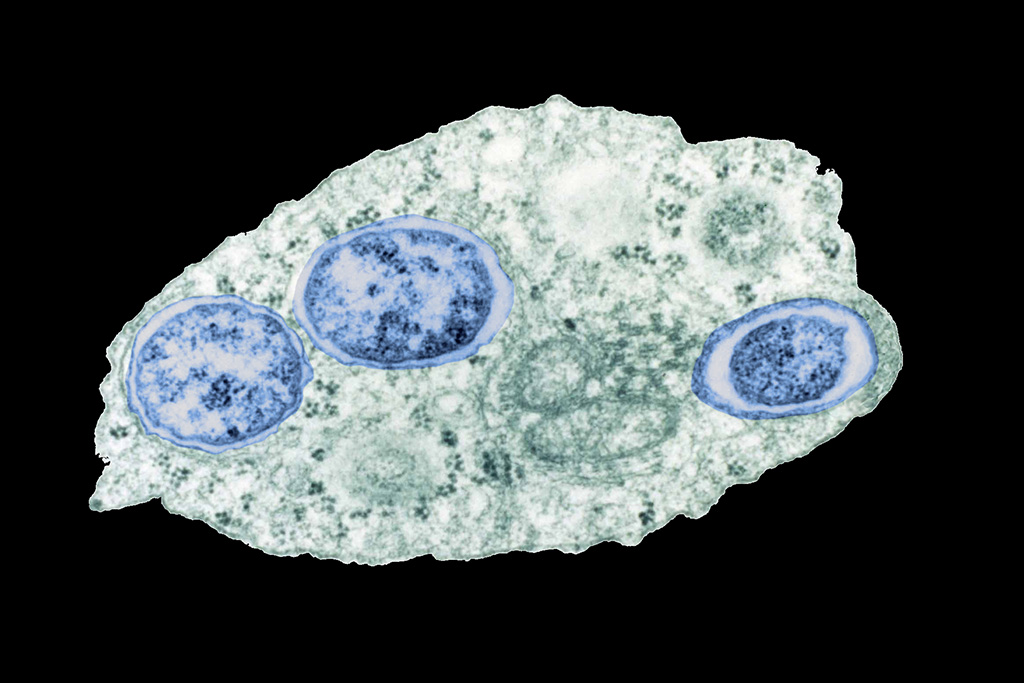 Flight of Wolbachia: nexciencia.exactas.uba.ar